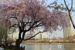 2017年韓国の桜開花時期と汝矣島など桜祭り