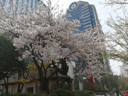 ついに私　韓国の国会議事堂に潜入？？　桜満開の汝矣島へ！！