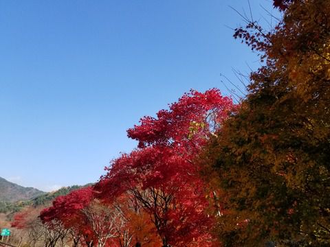 【韓国 智異山麓】真っ赤に燃える紅葉がキレイだったよ！　