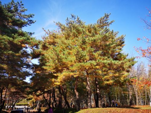 ”秋真っ盛りの韓国旅韓国の秋の景色を満喫やっぱり秋の韓国はめちゃ良いです”