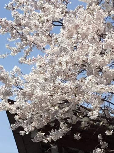 ソウルの桜と今回の初グルメ(五日目)