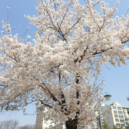 【時事ネタ】　コロナ家ごもり中ですが、　韓国の桜とレンギョウのコラボを見てきました