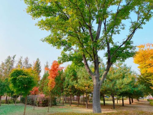 韓国ソウルの秋模様。今が紅葉ピクニックもベストかも。