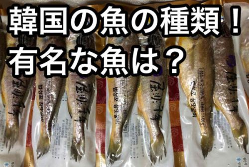 韓国の魚の種類！有名なのはイシモチ！日本とはちょっと違うお魚事情