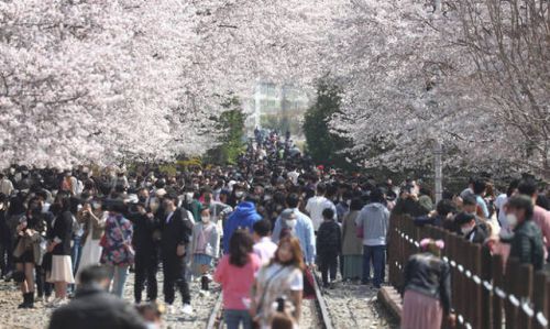 韓国も桜満開