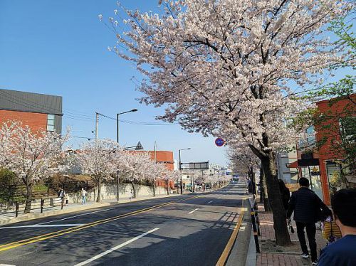 韓国の桜並木に…。