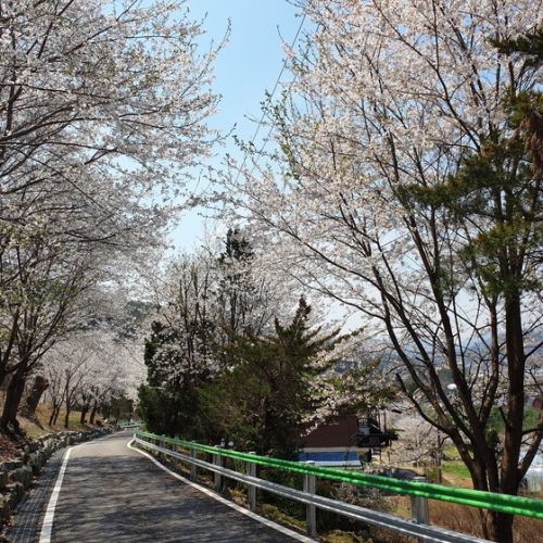 【時事ネタ】 先週の旅行で撮ってきた　韓国の春を紹介します